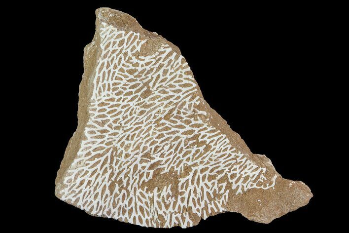 Ordovician Bryozoans (Chasmatopora) Plate - Estonia #73491